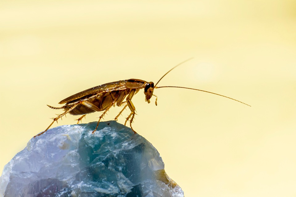 Cucaracha Alemana, Insecto, Parásito