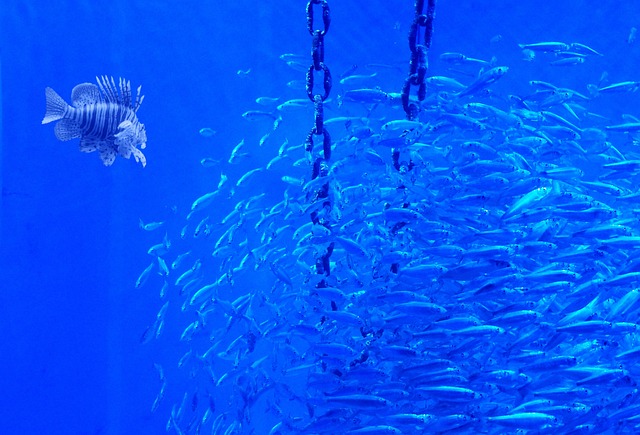 Free Fish Warm photo and picture
