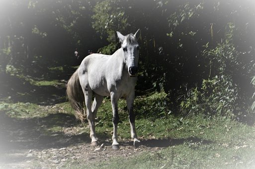 Free Horse Landscape photo and picture