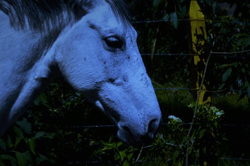 Free Horse Animals photo and picture