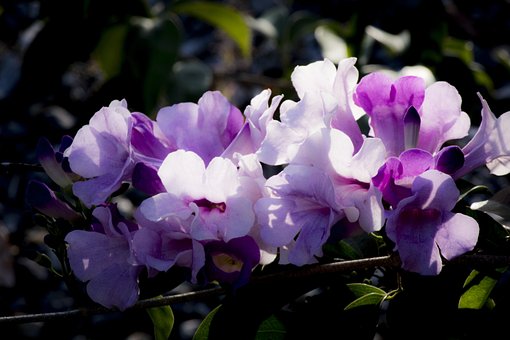 Knoblauchrebe, Lilane Blumen, Blume