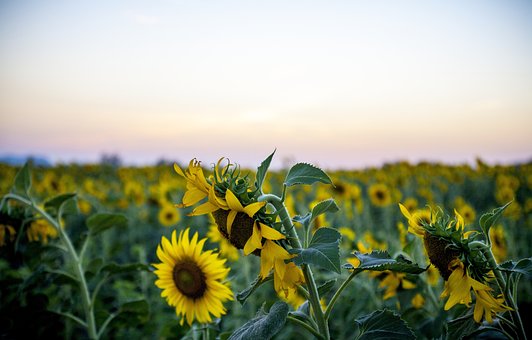 Sonnenblume, Gelb