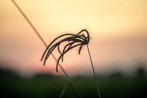Gras, Feld, Natur, Draußen, Botanik