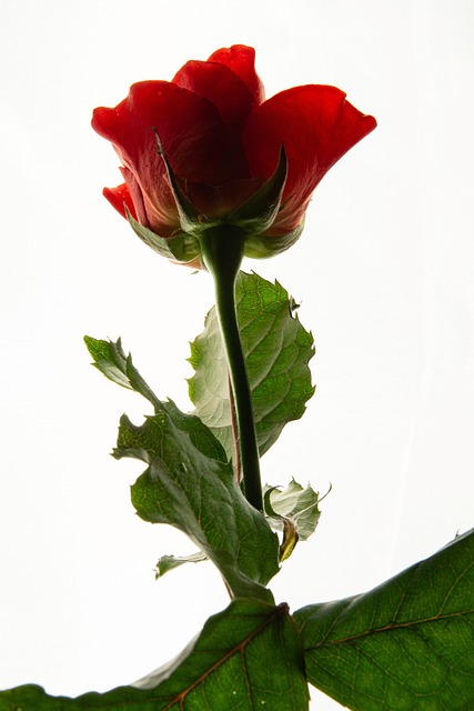 Free Anniversary Rose photo and picture