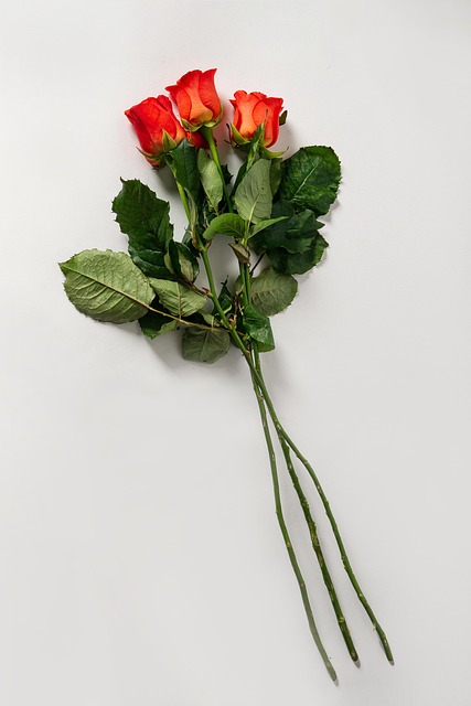 Free Bunch Plant photo and picture