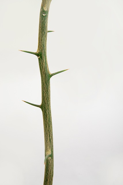 Free Thorns Stem photo and picture