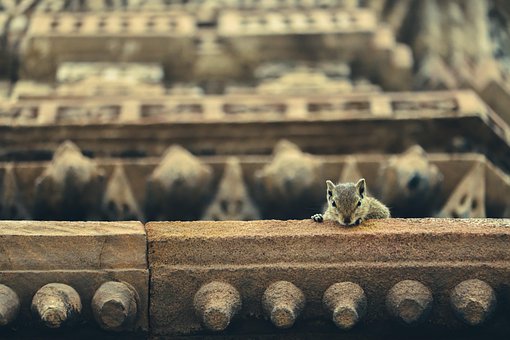 Ardilla, Animal Salvaje, Naturaleza