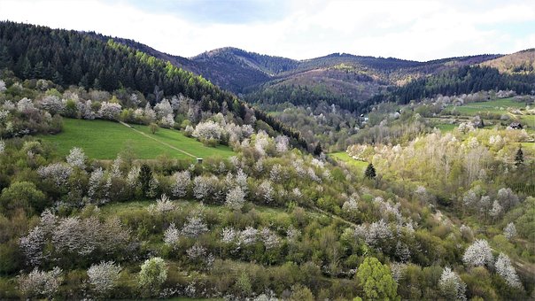 Free Trees Forest photo and picture