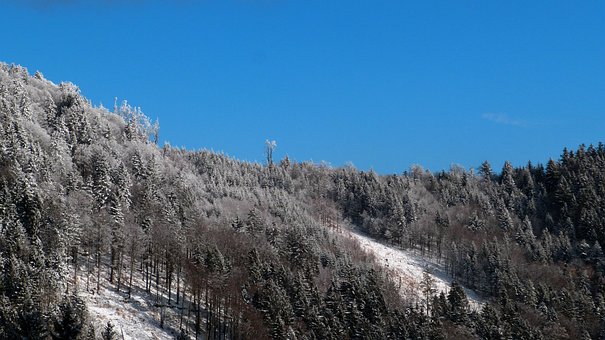 Free The Sky Trees photo and picture