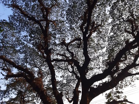Free Tree Nature photo and picture