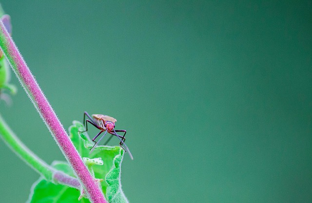 Free Red Cotton Stainer Insect photo and picture