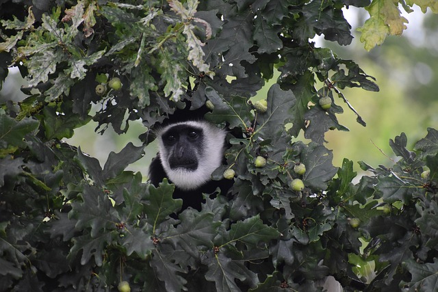 Free Monkey Animal photo and picture