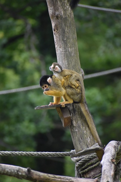 Free Monkey Baby Monkey photo and picture