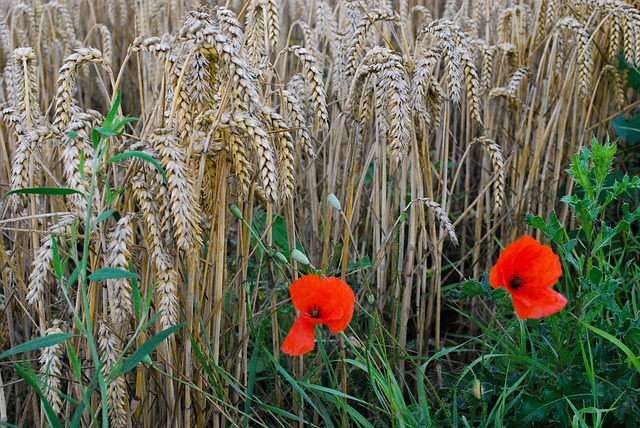 Free Grain Poppy photo and picture