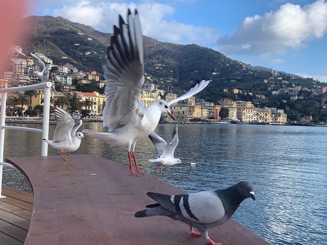 Sea Pigeon Seagull - Free photo on Pixabay - Pixabay