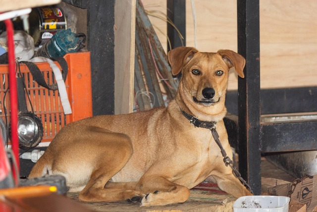 Free Animal Dog photo and picture