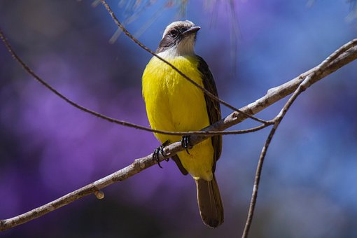 Free Birds Grey-Capped Flycatcher photo and picture