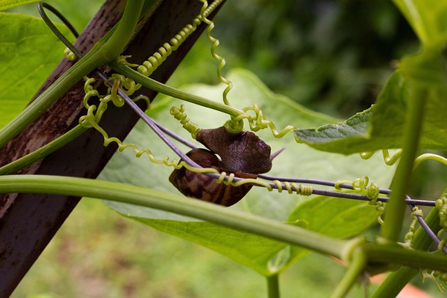 Free Nature Growth photo and picture