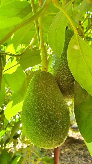 Avocado, Grøn, Avocado Træ, Frugt, Træ