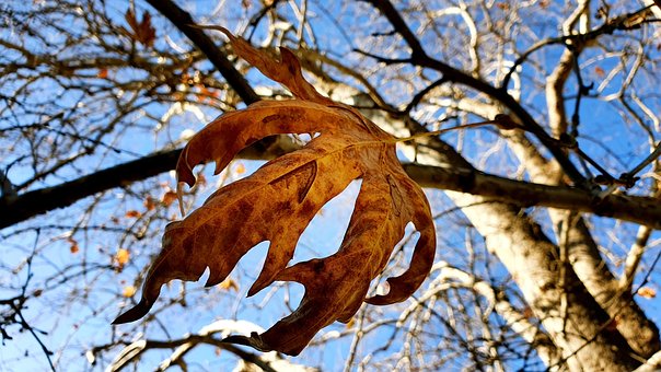 Blad, Rate, Natur, Vinter, Udsigt, Hånd