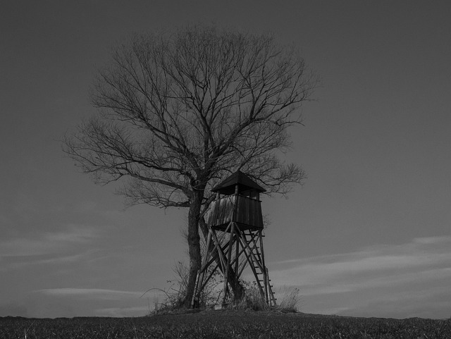 Treehouse, Copac, Natura, Casa