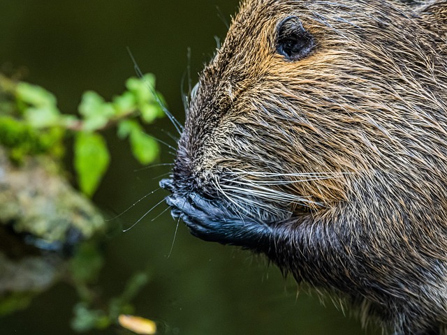 Nutria, Roedor, Mamífero, Animal, Fauna