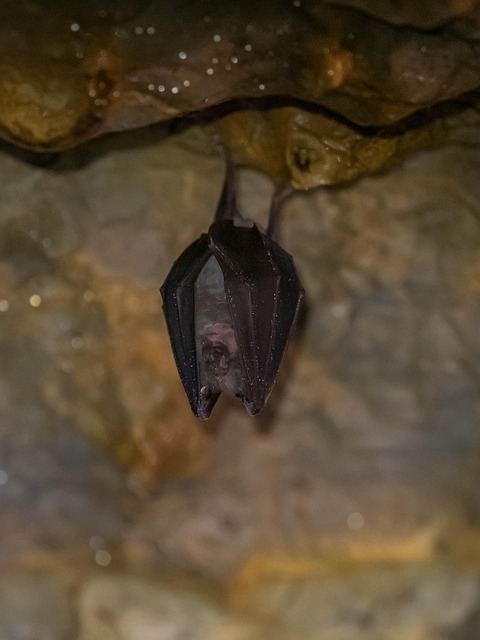 Morcego-Ferradura Maior, Bat, Chiroptère