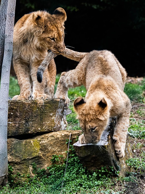 Filhote De Leão, Mamífero, Fauna, Animal