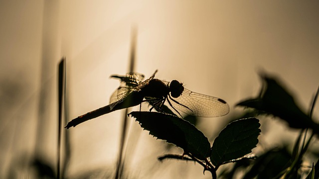 Inseto, Libélula, Entomologia, Macro