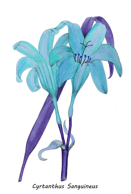Cyrtanthus Sanguineus, Blume, Blumen