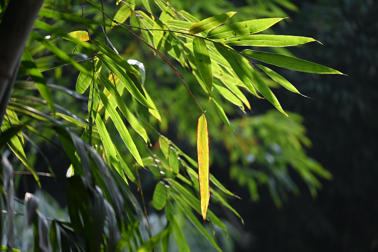 竹 阳光 叶子 - Pixabay上的免费照片 - Pixabay
