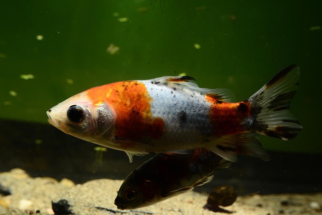 Free Fish Goldfish photo and picture