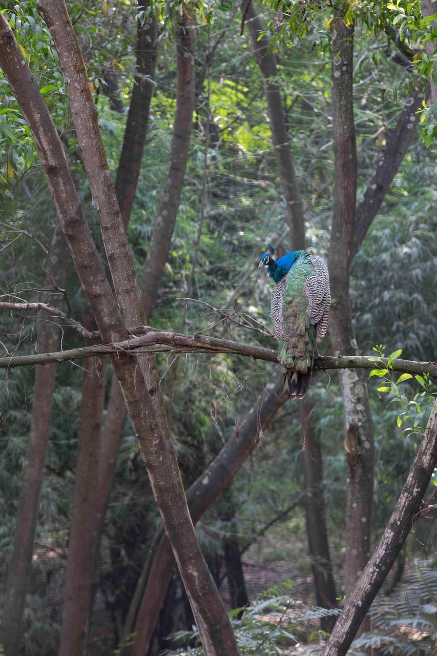 Pájaro Pavo Real Ornitología - Foto gratis en Pixabay - Pixabay
