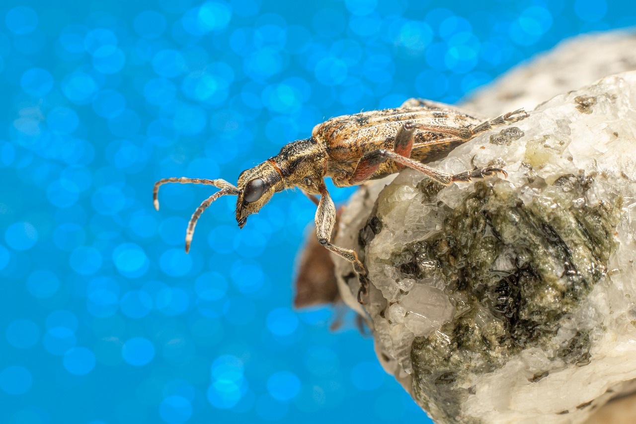Insecto Escarabajo Entomología - Foto gratis en Pixabay