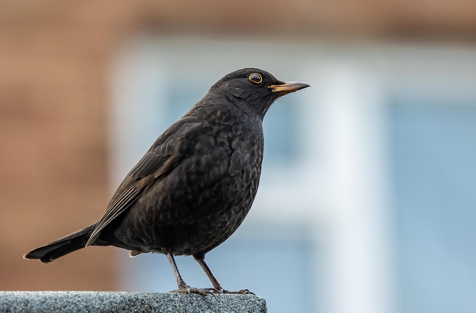 黒い鳥 鳥 動物 - Pixabayの無料写真 - Pixabay