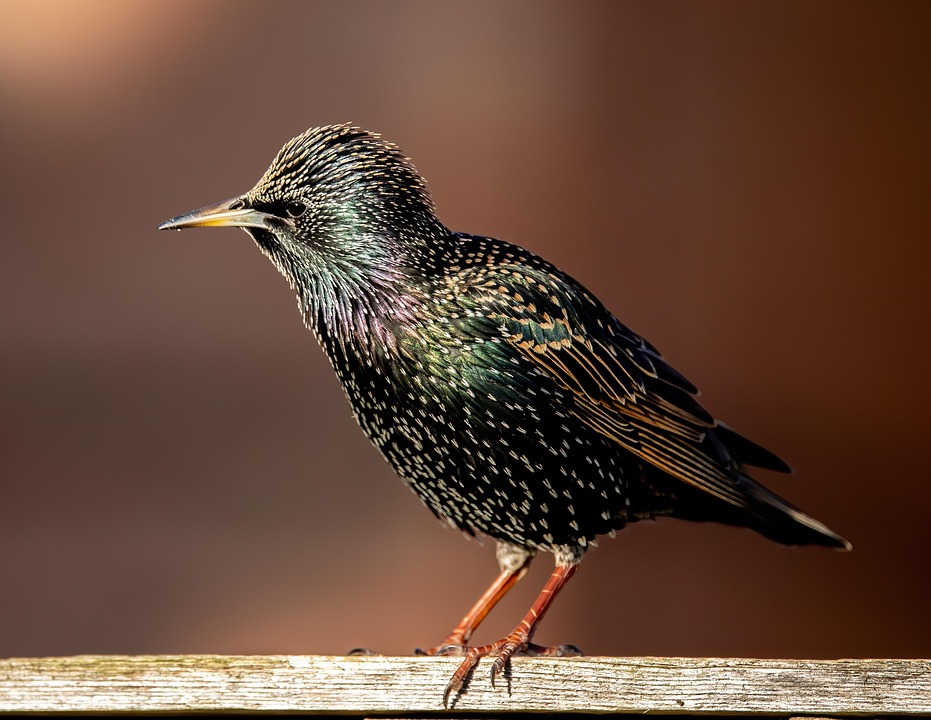 Vanlig Stare Fågel Djur Sturnus - Gratis foto på Pixabay - Pixabay