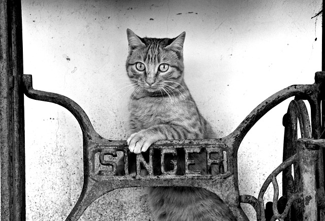 Free Kitten Vintage photo and picture