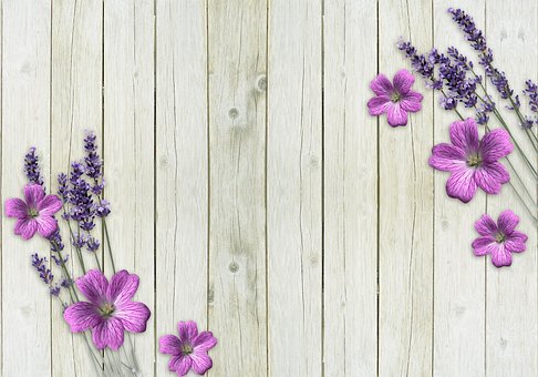 Free Flowers Lavender photo and picture