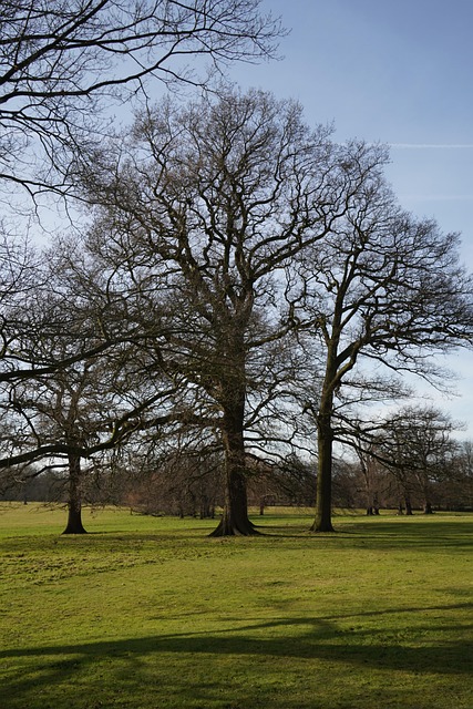 Free Tree Woodland photo and picture