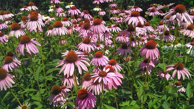 Free Flowers Echinacea photo and picture