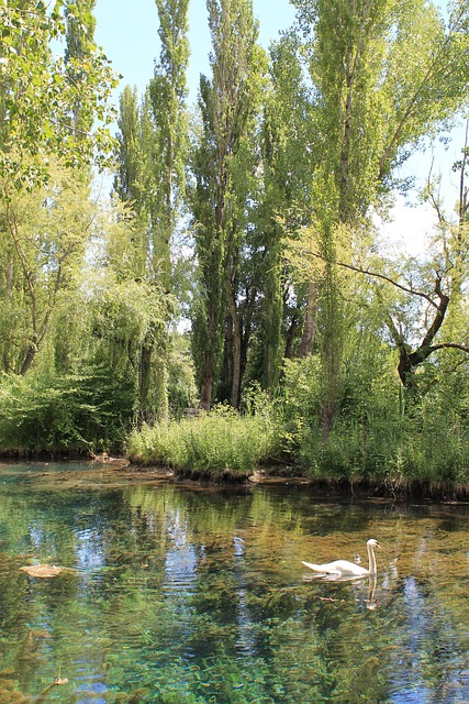 Free Foci Of The Clitunno Pond photo and picture