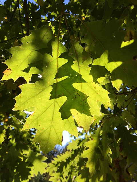 Free Forest Green photo and picture