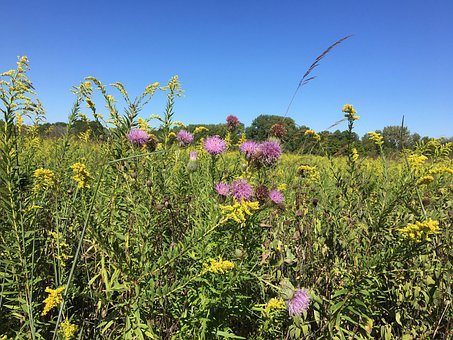 Free Wildflower Field photo and picture