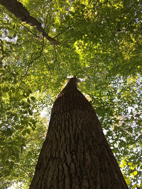 Free Tree Nature photo and picture