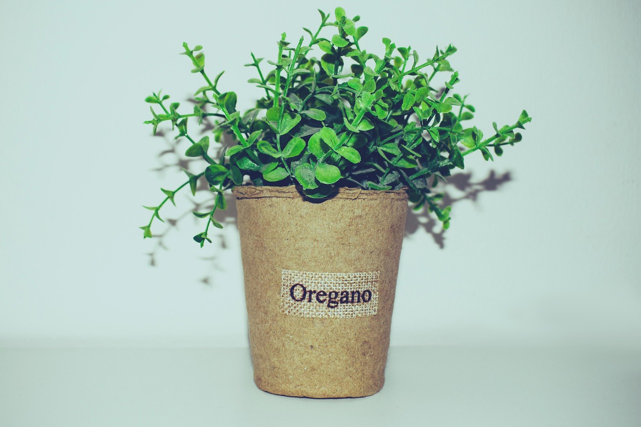 Oregano Herb Plant - Free photo on Pixabay