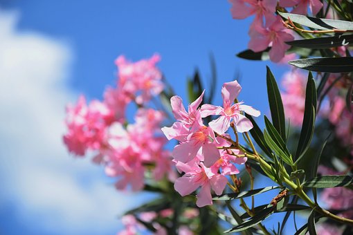 Bloemen, De Lente, Bloom, Bloesem