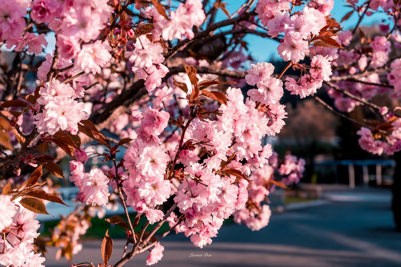 Cherry Blossom Flowers Tree Free photo on Pixabay Pixabay