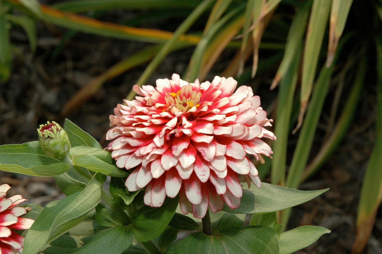 Flower Bloom Blossom Free photo on Pixabay Pixabay