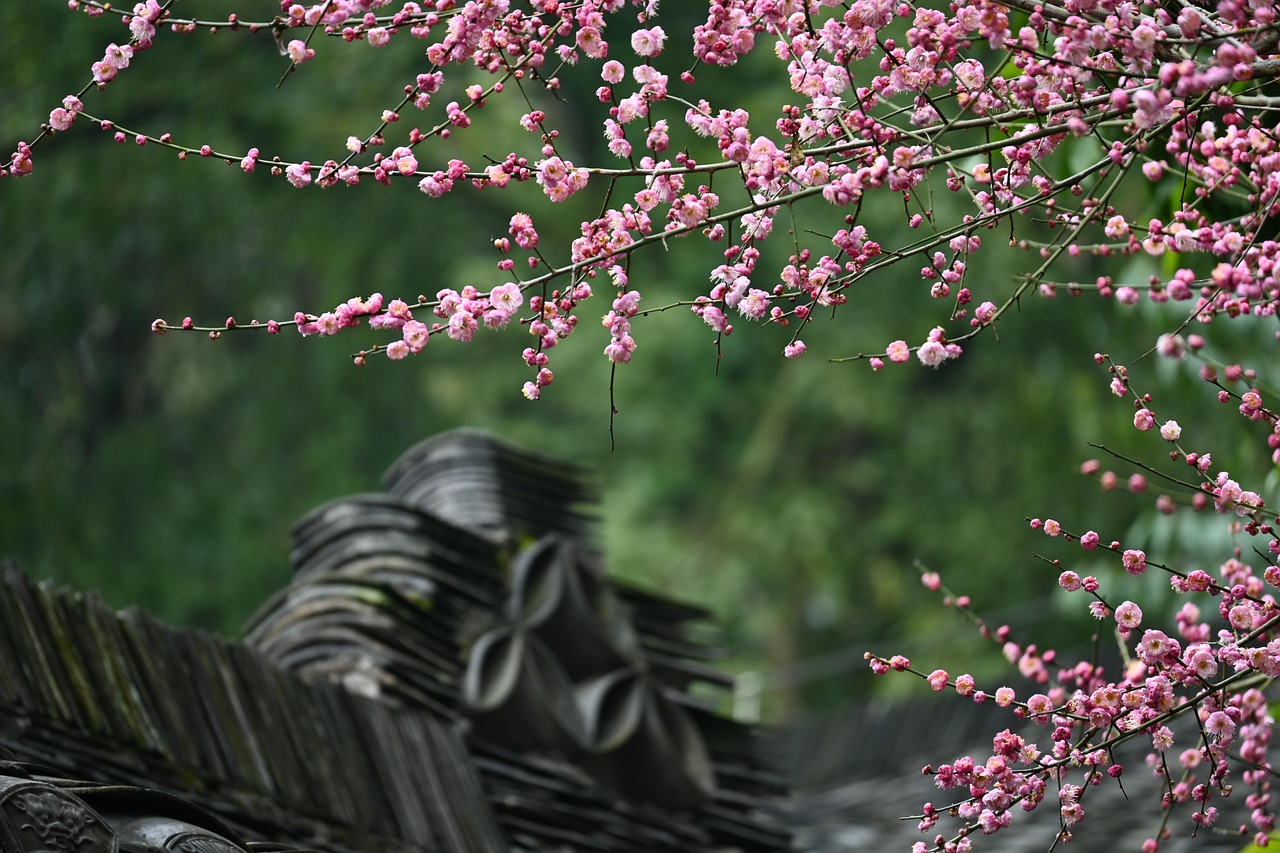 Flowers Petals Branches Free photo on Pixabay Pixabay
