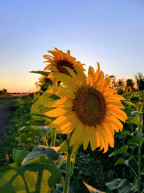 Free Sunflower Evening photo and picture